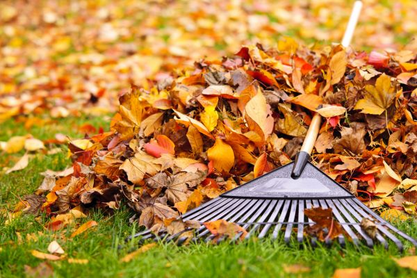 Leaves Removal in Snohomish
