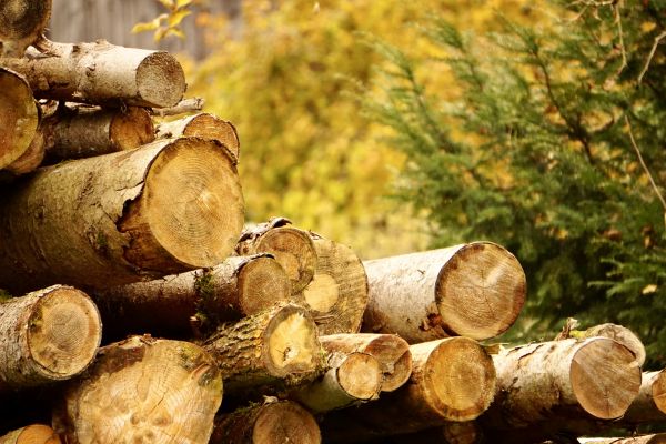 Wood Pile Removal in Snohomish
