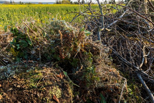 Brush Disposal in Snohomish