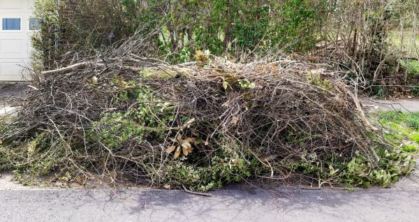 Tree Limb Cleanup in Snohomish