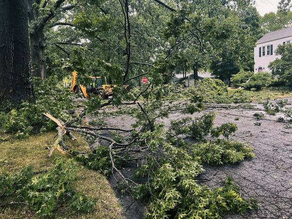 Tree Branch Disposal in Snohomish