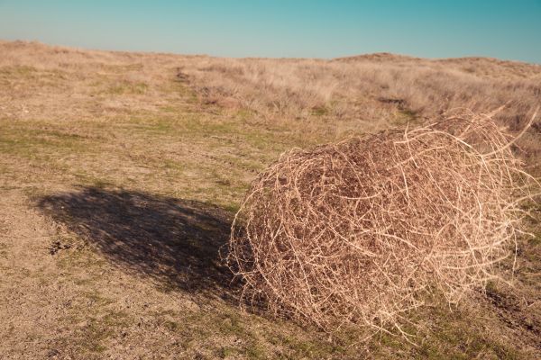 Tumbleweed Removal in Snohomish