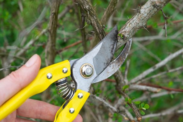 Limbs Removal in Snohomish