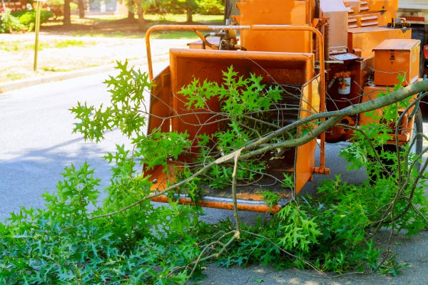 Tree Branches Removal in Snohomish