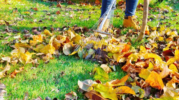 Lawn Cleanup Service in Snohomish