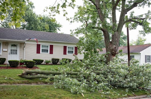 Fallen Branch Removal in Snohomish