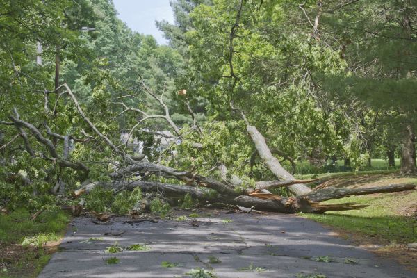 Tree Debris Removal in Snohomish